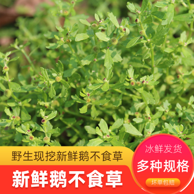 新鲜鹅不食草野生现挖农家鹅仔不吃草挤汁榨汁液盆栽苗食胡荽100g