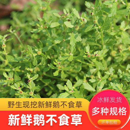 新鲜鹅不食草野生现挖农家鹅仔不吃草挤汁榨汁液盆栽苗食胡荽100g