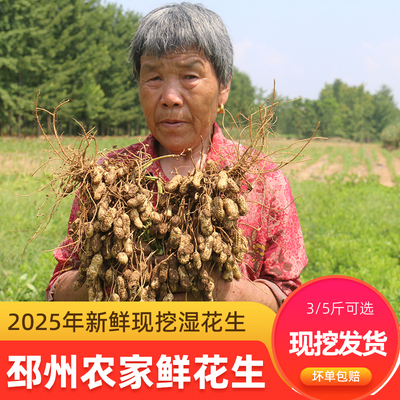 新鲜花生带壳湿花生现挖邳州