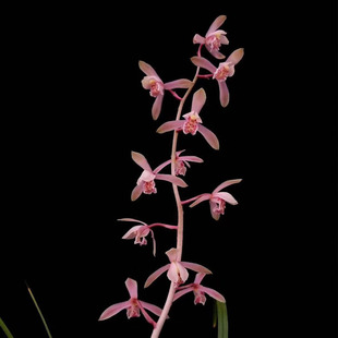 发货 新品 满30元 兰草金边春兰 浓香型蕙兰中透艺盆栽兰花苗四季