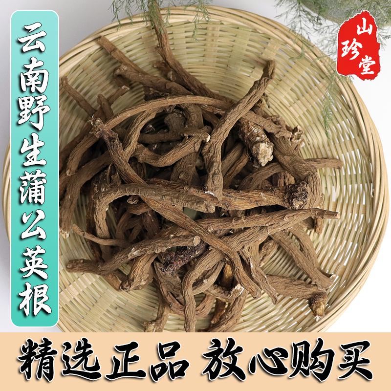 蒲公英根中药材云南野生蒲公英根纯天然蒲公英根茶 整棵蒲公英根