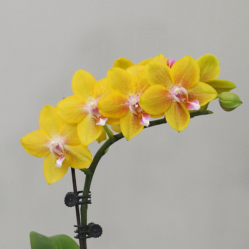 蝴蝶兰【香水黄金】带花发货前台客厅办公室美化装饰