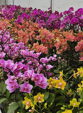 【福利蝴蝶兰开花株】拍满5颗顺丰（偏远除外）高端蝴蝶兰