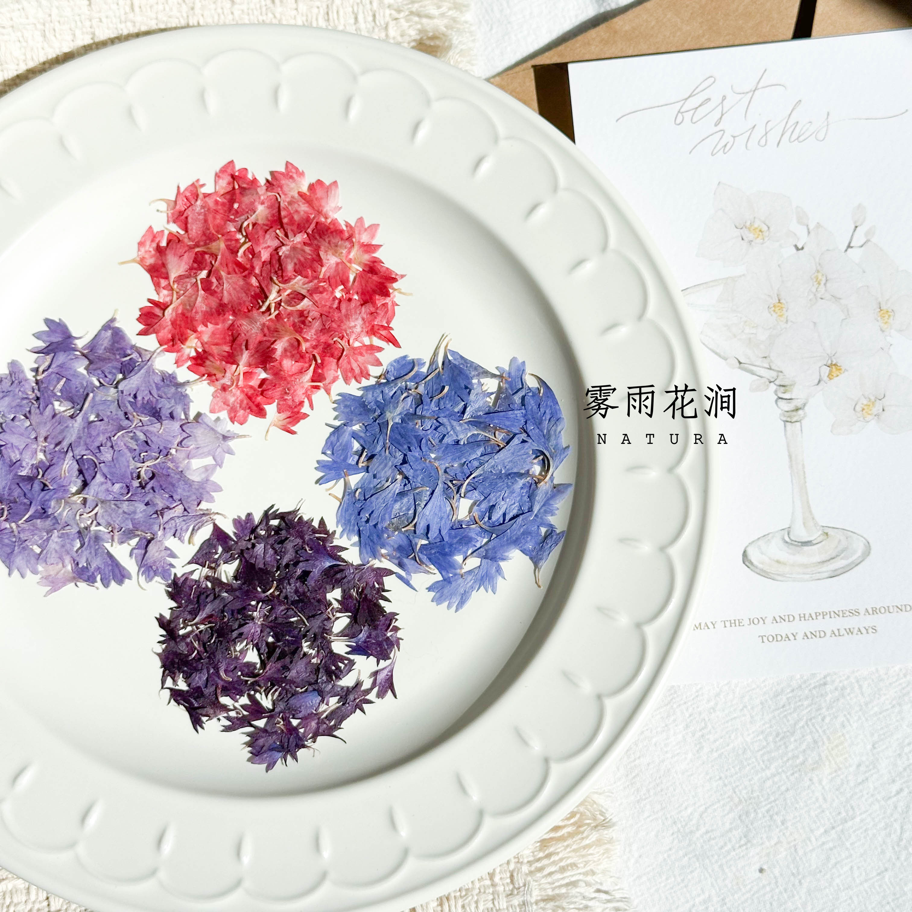 矢车菊多彩迷你干花标本花瓣贴图片