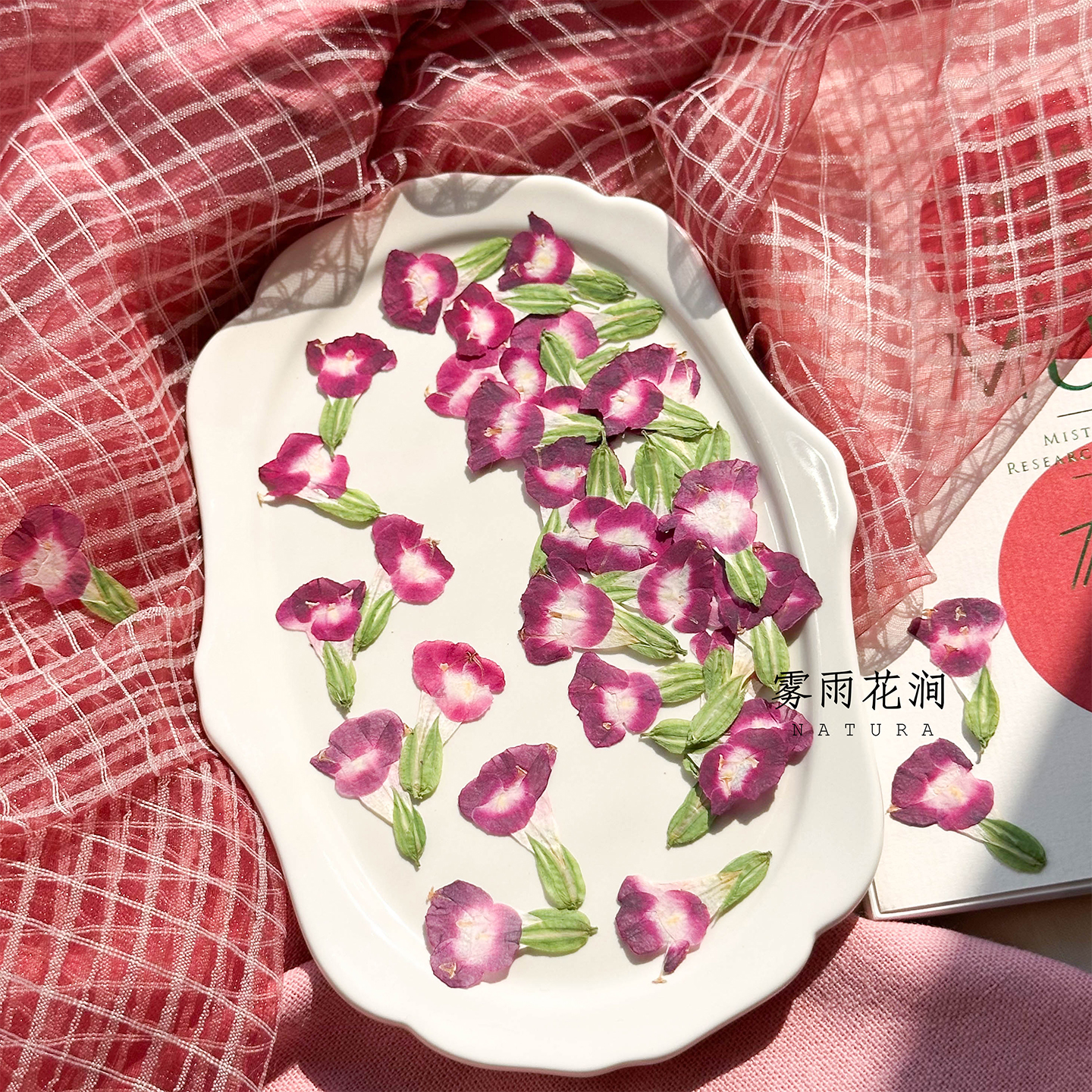 夏堇干花标本天然压花植物创意