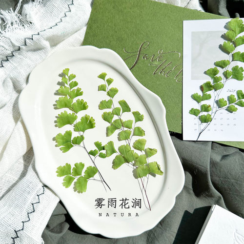 天然铁线蕨叶片押花标本小清新