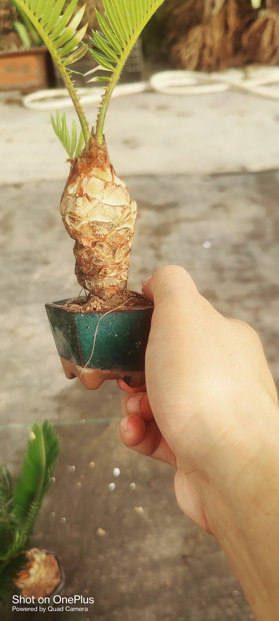 宗白鳞铁树品盆栽bpb长青植物 四可种小室内外花卉季桌正面上盆景