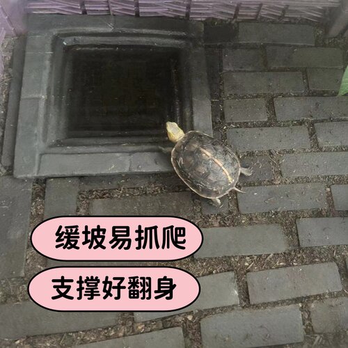 黄缘龟专用分体式水盆乌龟泡澡盆方形水盆半水龟缸生态造景用品