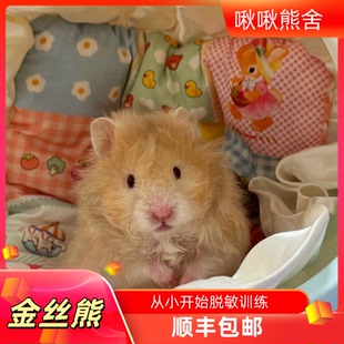 精养卷毛波利金丝熊脱敏躺手小仓鼠长毛温顺可爱黑黄火蜜肉桂鸽灰