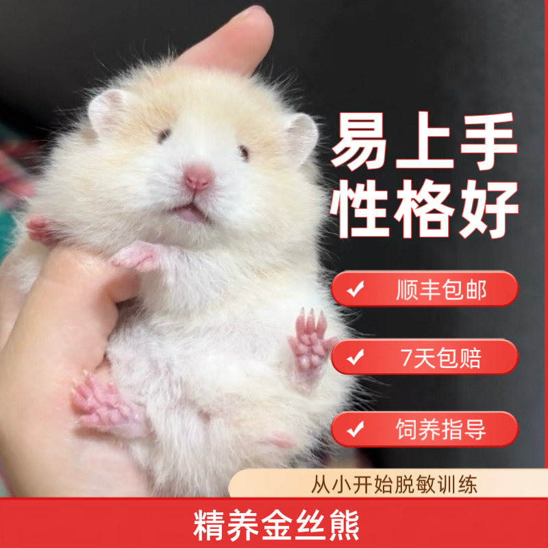 脱敏直毛黑黄火蜜肉桂鸽灰波利金丝熊长卷毛眼线雨点假面虎纹仓鼠