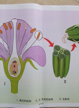 53003生物圈中绿色植物 芽茎根花叶9幅初中生物教学挂图实验仪器