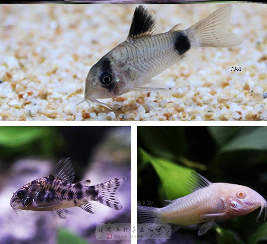苔冷水清道夫鱼缸清洁工双吸盘鱼耐养热带观赏鱼燕子