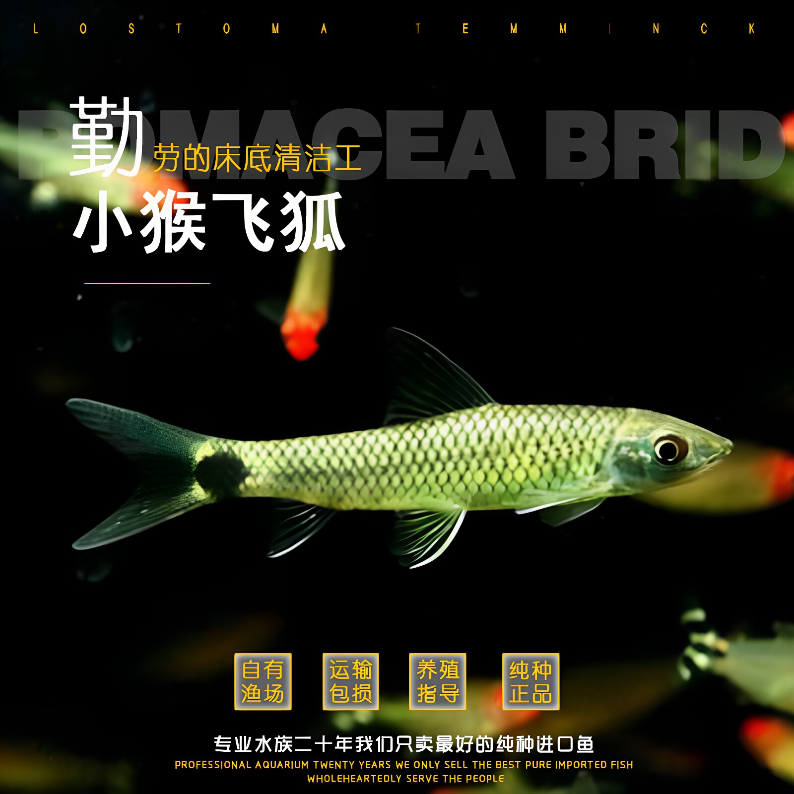 小猴飞狐草缸除藻鱼活体热带鱼工具鱼缸清道夫鱼活体草缸小精灵鱼图片