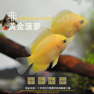 喷点菠萝鱼肯梅塔菠萝鱼金菠萝鱼活体热带观赏鱼小型鱼淡水