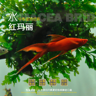 红玛丽红剑鱼双尾高帆燕尾高鳍热带鱼胎生鱼玛丽观赏鱼小型鱼米奇