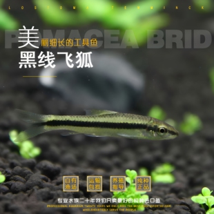黑线飞狐一线小猴飞狐草缸清洁鱼吃藻鱼手除藻工具鱼吃黑毛藻丝藻
