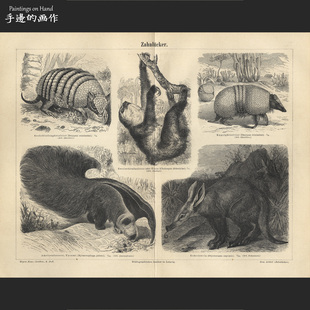 德国1894年古董木刻版画美式复古装饰画芯/迈尔斯/犰狳食蚁兽树懒