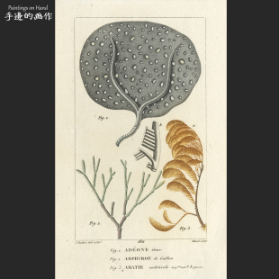 法国1821年古董多套色雕版铜版画复古收藏 植物博物图鉴 科学画芯