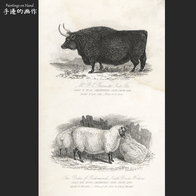 英国1840年古董雕版铜版画钢版画Vintage黑白艺术/养殖 种牛 绵羊