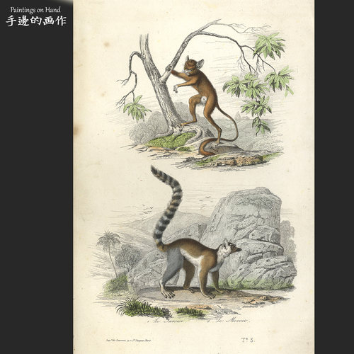 法国1856年古董手工上色雕版铜版钢版田园博物装饰/Buffon/眼睛猴