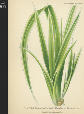 法国1890年石印版画软装艺术老物件/Plantes de jardins/金边露兜