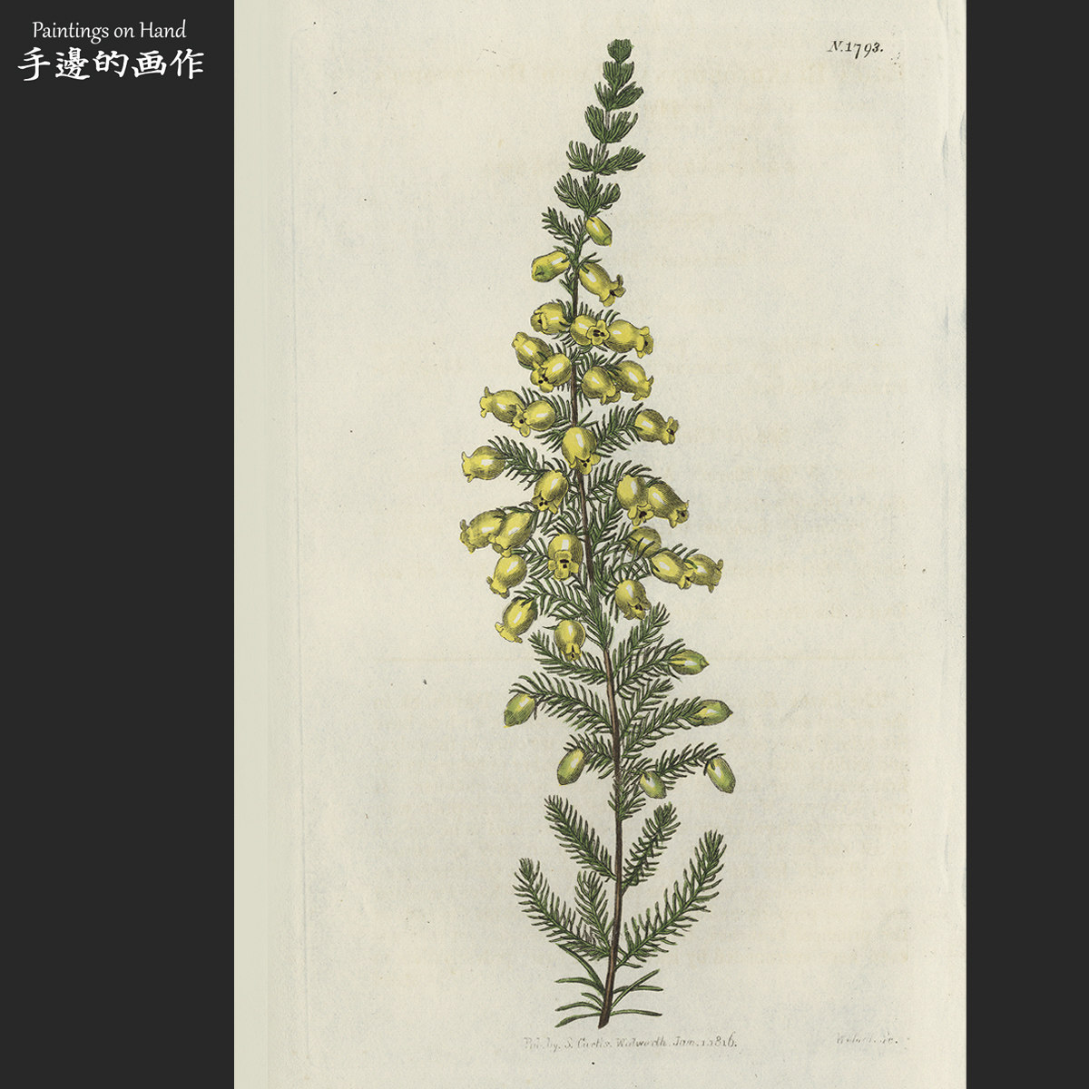 英国1816年手工上色原版雕刻铜版画植物花卉艺术画/柯蒂斯/欧石南