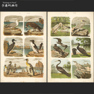 奥地利1885年古董大幅双面石印版画 装饰艺术 博物科普/海鸟 企鹅