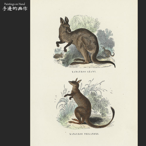 法国1873年古董手工上色木刻版画博物动物装饰艺术/Buffon/袋鼠