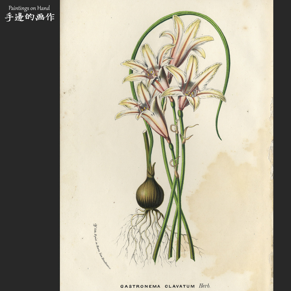 比利时19世纪中期古董石印版画博物图鉴复古/温室花卉植物/垂筒花