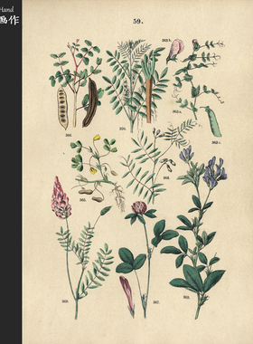 德国1881年古董手工上色平印版画植物图鉴收藏/C.Hoffmann/花卉59