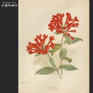 英国19世纪古董石印版画美式田园装饰艺术老物件/园艺花卉/寒丁子