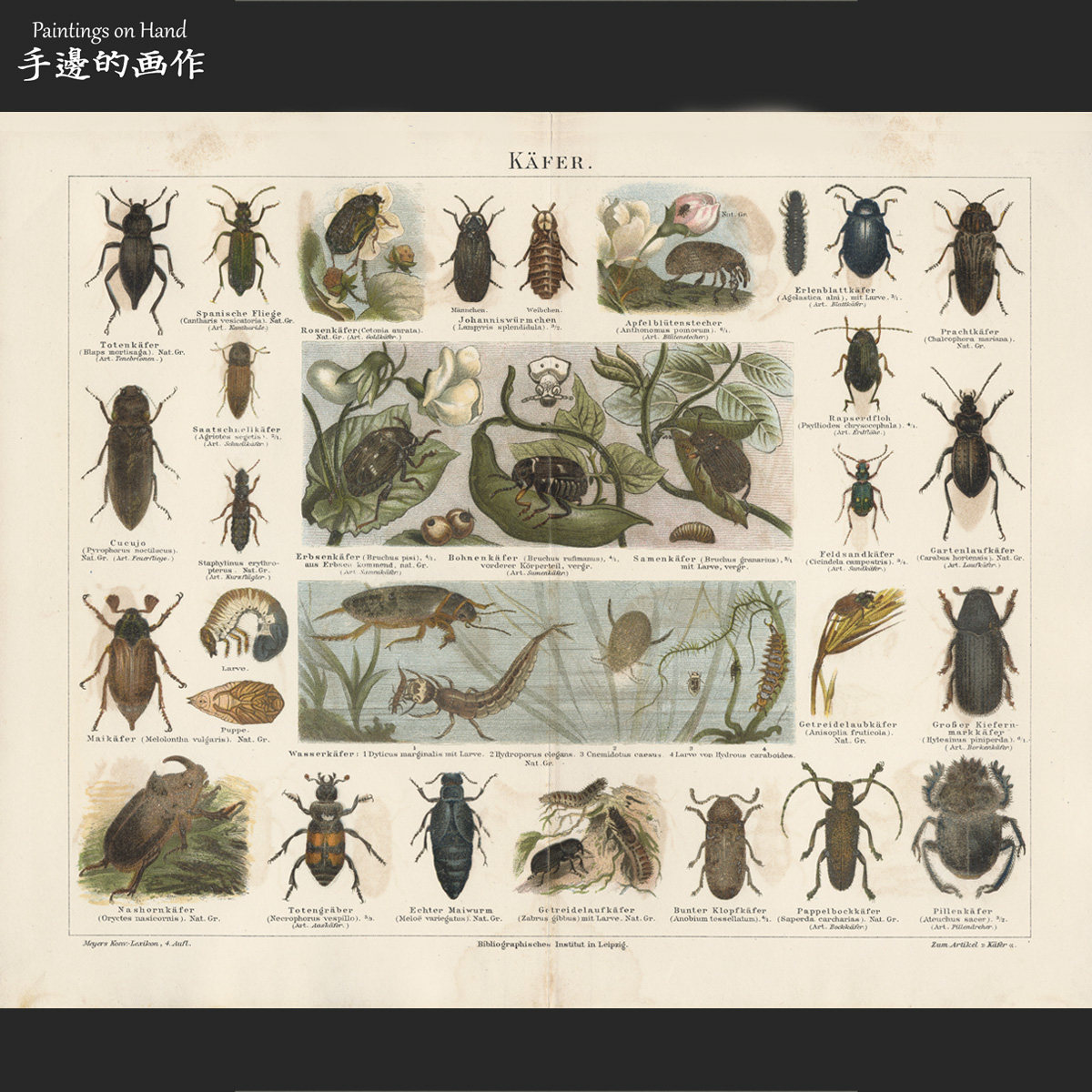 德国1891年原版彩色石印版画美式艺术博物图片老物件/迈尔斯/甲虫