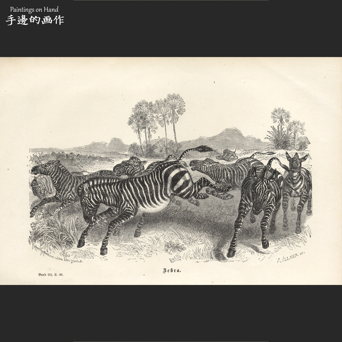 德国1882年古董木刻版画博物线条画复古挂画收藏/动物图鉴/斑马