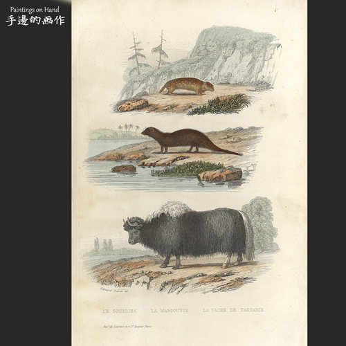 法国1856年古董手工上色雕版铜版钢版田园博物装饰/Buffon/鞑靼牛