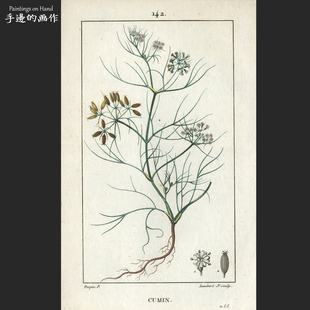 法国1814年古董多套色+手工上色 铜版画复古收藏/药用植物/孜然