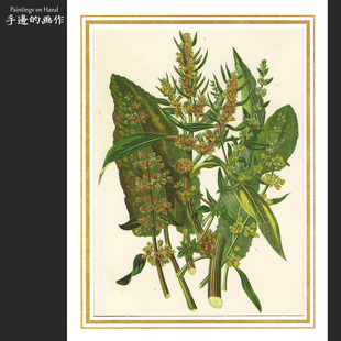 图鉴 英国1870年古董石印版 开花植物 插图艺术 皱叶酸模 画复古
