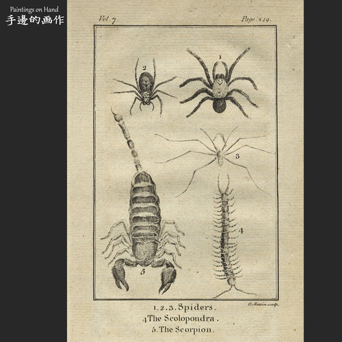 英国铜版画复古博物蝎子