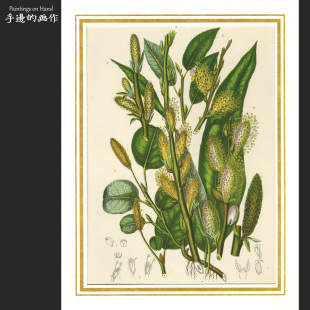 英国1870年古董套色石印版画复古 插图艺术/开花植物 图鉴/网脉柳