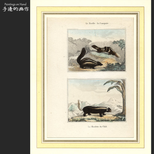 法国1840年代古董手工上色雕版铜版钢版画田园装饰画/Buffon/臭鼬