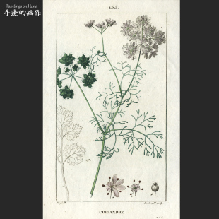 法国1814年古董多套色+手工上色 铜版画复古收藏/药用植物/芫荽