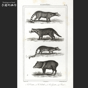 法国1820年代古董雕刻凹版铜版画博物动物图鉴画芯/灵猫麝猫西貒