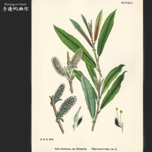 英国1863年古董手工上色石印版画复古田园装饰画/英国植物/垂杨柳