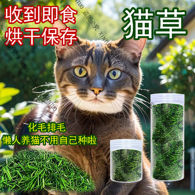 XINTUO自己种烘干猫草即食催吐化毛球小麦草猫草干草清口气洁齿