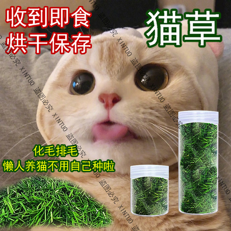 XINTUO现成猫草烘干即食猫咪化毛排毛催吐毛球小麦草清口气健肠胃