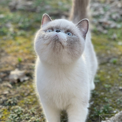 重点色加菲猫异国短毛猫稀有色血统网红非布偶喜马拉雅猫短毛宠物