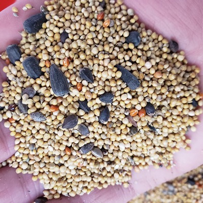 牡丹玄凤鹦鹉专用鸟粮
