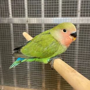 纯手养高端牡丹鹦鹉粘人活幼鸟会说话雏鸟断奶宠物小型鸟爱情鹦鹉