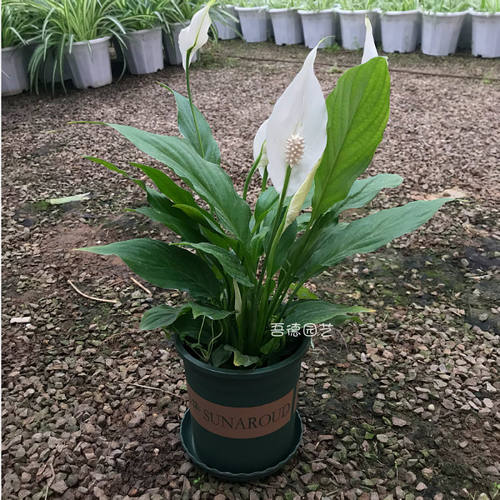 一帆风顺绿植盆栽花卉发货室内