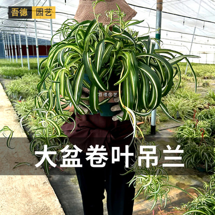 基地直发大盆法国女郎卷叶吊兰带藤吊趣味绿植植物盆栽花净化空气
