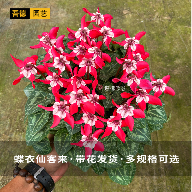 精品蝶衣仙客来盆栽花卉省事好养